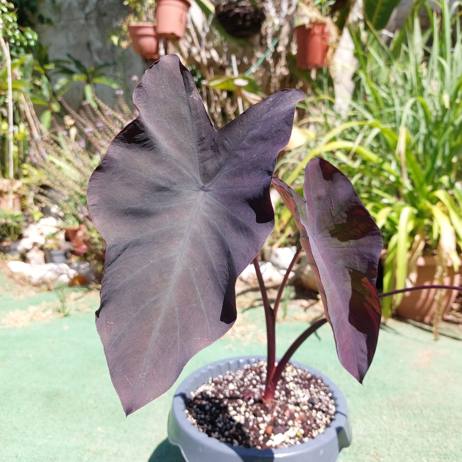 Colocasia Black Magic